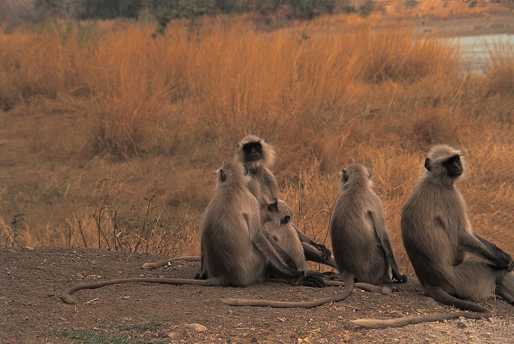 The Oberoi Vanyavilas Wildlife Resort, Ranthambhore Савай-Мадгопур Екстер'єр фото